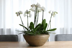 Plantenschaal Kos - D25 X H16cm - Goud -Flamingo Verkoop plantenschaal kos plantenschaal 2 1 3