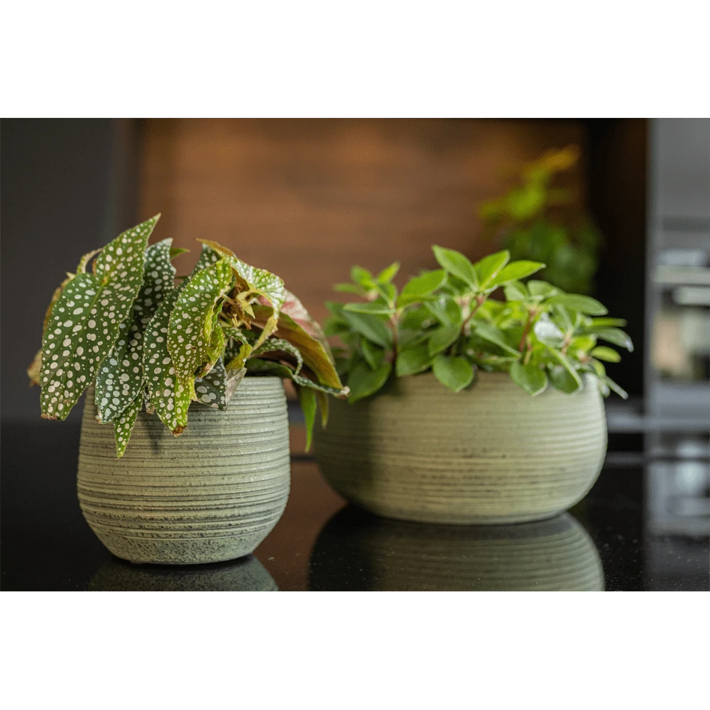 Plantenschaal Lydia - D28 X H13cm - Shiny Green 4 Plantenschaal Lydia - D28 X H13cm - Shiny Green - Afbeelding 2