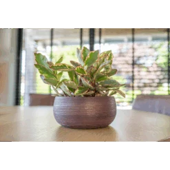 Plantenschaal Lydia - D28 X H13cm - Shiny Purple 5 Plantenschaal Lydia - D28 X H13cm - Shiny Purple -Flamingo Verkoop plantenschaal lydia d28 x h13cm shiny purple plantenschaal 2