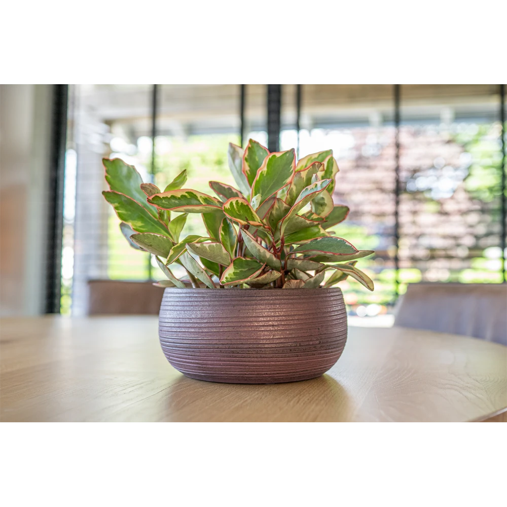 Plantenschaal Lydia - D28 X H13cm - Shiny Purple 4 Plantenschaal Lydia - D28 X H13cm - Shiny Purple - Afbeelding 2