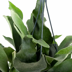 Platycerium Bifurcatum - Hertshoornvaren - In Hangpot - P17 H35 - Kamerplant 6 Platycerium Bifurcatum - Hertshoornvaren - In Hangpot - P17 H35 - Kamerplant -Flamingo Verkoop platycerium bifurcatum hertshoornvaren hang p17 h35 5 1