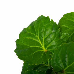 Polyscias Fabian - Aralia - P19 H65 - Kamerplant -Flamingo Verkoop polyscias fabian aralia p19 h65 5