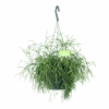 Rhipsalis Cassutha - Koraalcactus - In Hangpot - P17 H40 - Kamerplant -Flamingo Verkoop rhipsalis cassutha koraalcactus in hangpot p17 h40 1