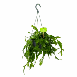 Rhipsalis Elliptica - In Hangpot - P17 H40 - Kamerplant