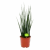 Sansevieria Fernwoord Mikado - Vrouwentong - P19 H75 - Kamerplant -Flamingo Verkoop sansevieria fernwoord mikado vrouwentong p19 h75 1 2