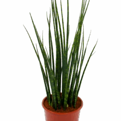 Sansevieria Fernwoord Mikado - Vrouwentong - P19 H75 - Kamerplant 6 Sansevieria Fernwoord Mikado - Vrouwentong - P19 H75 - Kamerplant -Flamingo Verkoop sansevieria fernwoord mikado vrouwentong p19 h75 5 2
