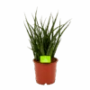 Sansevieria Fernwoord Punk - Vrouwentong - P14 H45 - Kamerplant -Flamingo Verkoop sansevieria fernwoord punk vrouwentong p14 h45 1 2
