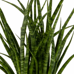 Sansevieria Fernwoord Punk - Vrouwentong - P14 H45 - Kamerplant -Flamingo Verkoop sansevieria fernwoord punk vrouwentong p14 h45 5 2