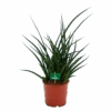 Sansevieria Fernwoord Punk - Vrouwentong - P17 H60 - Kamerplant -Flamingo Verkoop sansevieria fernwoord punk vrouwentong p17 h60 kamerplant 1