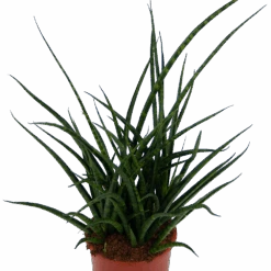 Sansevieria Fernwoord Punk - Vrouwentong - P17 H60 - Kamerplant -Flamingo Verkoop sansevieria fernwoord punk vrouwentong p17 h60 kamerplant 2