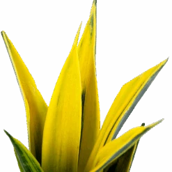 Sansevieria Gold Flame - Vrouwentong - P17 H50 - Kamerplant -Flamingo Verkoop sansevieria gold flame vrouwentong p17 h50 5