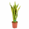 Sansevieria Laurentii - Vrouwentong - P21 H80 - Kamerplant 2 Sansevieria Laurentii - Vrouwentong - P21 H80 - Kamerplant -Flamingo Verkoop sansevieria laurentii vrouwentong p21 h80 kamerplant 1