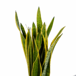 Sansevieria Laurentii - Vrouwentong - P21 H80 - Kamerplant -Flamingo Verkoop sansevieria laurentii vrouwentong p21 h80 kamerplant 2