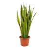 Sansevieria Laurentii - Vrouwentong - P30 H110 - Kamerplant -Flamingo Verkoop sansevieria laurentii vrouwentong p30 h110 kamerplant 1