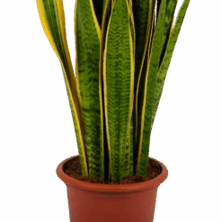 Sansevieria Laurentii - Vrouwentong - P30 H110 - Kamerplant -Flamingo Verkoop sansevieria laurentii vrouwentong p30 h110 kamerplant 2