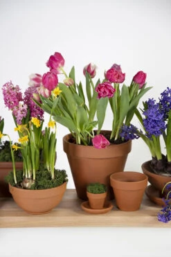 Plantenschotel Sottovaso - D51 X H5.9cm - Oranje -Flamingo Verkoop saucer sottovaso 87511qz d51h5 9 schaal 6 8