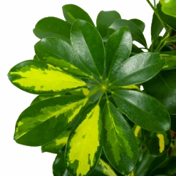 Schefflera Arboricola Gold Capella Mosstok - Vingerboom - P19 H75 - Kamerplant -Flamingo Verkoop schefflera arboricola gold capella vingerboom p19 h75 5