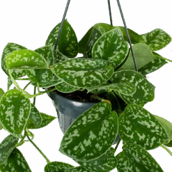 Scindapsus Pictus Trebie - Epipremnum - In Hangpot - P15 H20 - Kamerplant -Flamingo Verkoop scindapsus pictus trebie epipremnum in hangpot p15 5 1