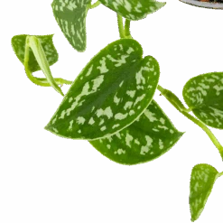 Scindapsus Pictus Trebie - Epipremnum - In Hangpot - P15 H20 - Kamerplant -Flamingo Verkoop scindapsus pictus trebie epipremnum in hangpot p15 6 1