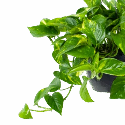 Scindapsus Pinnatum Aureum - Epipremnum - In Hangpot - P17 H35 - Kamerplant -Flamingo Verkoop scindapsus pinnatum aureum epipremnum hangpot p20 5