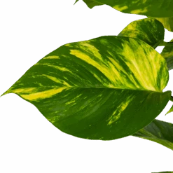 Scindapsus Pinnatum Aureum Op Mosstok - Epipremnum - P27 H150 - Kamerplant 7 Scindapsus Pinnatum Aureum Op Mosstok - Epipremnum - P27 H150 - Kamerplant -Flamingo Verkoop scindapsus pinnatum aureum op mosstok epipremnum p27 h150 3