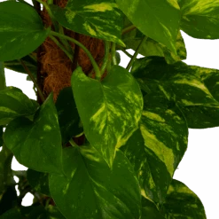 Scindapsus Pinnatum Aureum Op Mosstok - Epipremnum - P27 H150 - Kamerplant 8 Scindapsus Pinnatum Aureum Op Mosstok - Epipremnum - P27 H150 - Kamerplant -Flamingo Verkoop scindapsus pinnatum aureum op mosstok epipremnum p27 h150 4