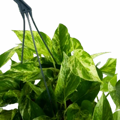 Scindapsus Pinnatum Marble Queen - Epipremnum - Hangpot - P17 H35 - Kamerplant -Flamingo Verkoop scindapsus pinnatum marble queen epipremnum p17 h35 5