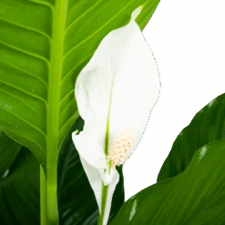Spathiphyllum Wallisii - Lepelplant - P24 H120 Wit - Kamerplant -Flamingo Verkoop spathiphyllum wallisii lepelplant p24 h120 wit 5