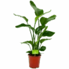 Strelitzia Nicolai - Paradijsvogelpant - P19 H80 - Kamerplant -Flamingo Verkoop strelitzia nicolai paradijsvogelpant p19 h80 4