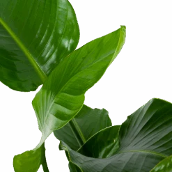 Strelitzia Nicolai - Paradijsvogelpant - P19 H80 - Kamerplant 6 Strelitzia Nicolai - Paradijsvogelpant - P19 H80 - Kamerplant -Flamingo Verkoop strelitzia nicolai paradijsvogelpant p19 h80 5