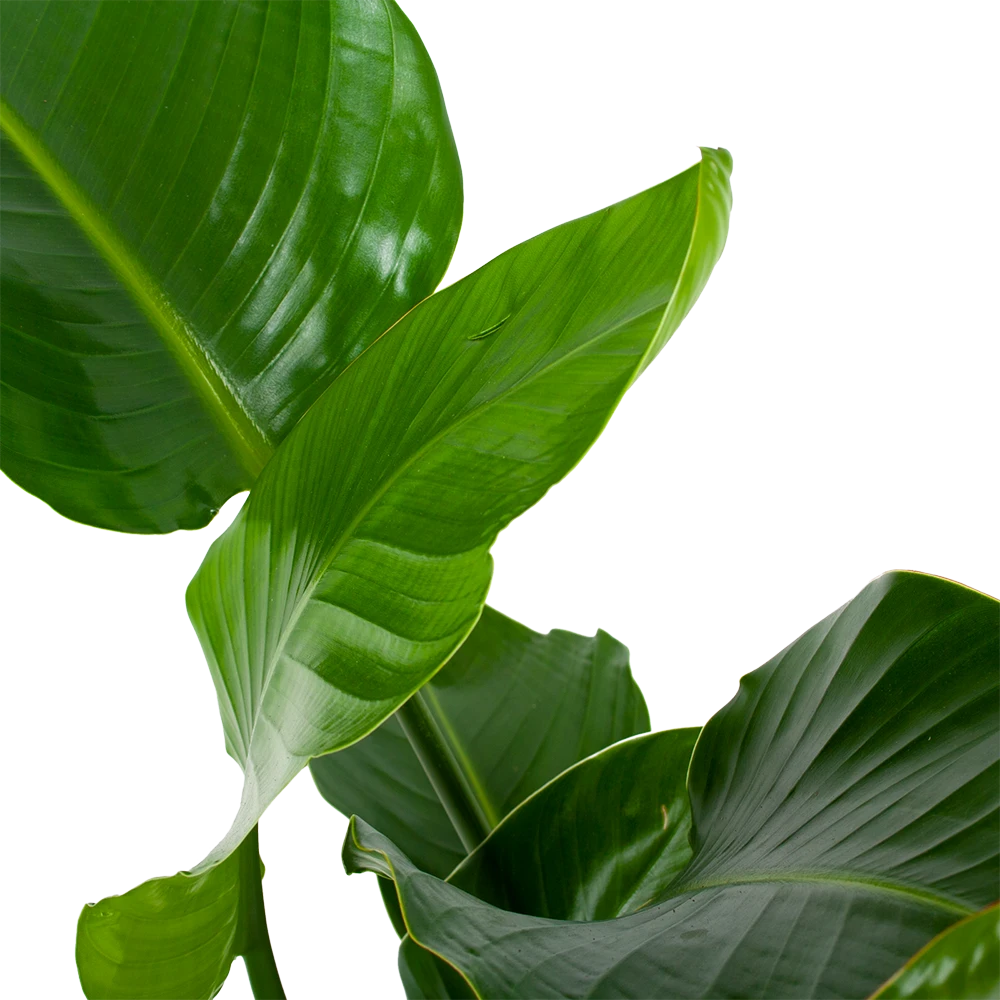 Strelitzia Nicolai - Paradijsvogelpant - P19 H80 - Kamerplant 4 Strelitzia Nicolai - Paradijsvogelpant - P19 H80 - Kamerplant - Afbeelding 2