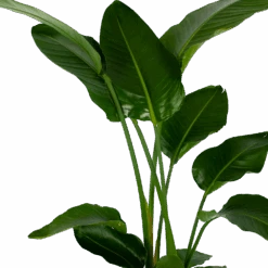 Strelitzia Nicolai - Paradijsvogelpant - P27 H180 - Kamerplant -Flamingo Verkoop strelitzia nicolai paradijsvogelpant p27 h180 5 2