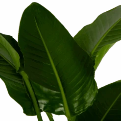 Strelitzia Nicolai - Paradijsvogelpant - P27 H180 - Kamerplant -Flamingo Verkoop strelitzia nicolai paradijsvogelpant p27 h180 6 2