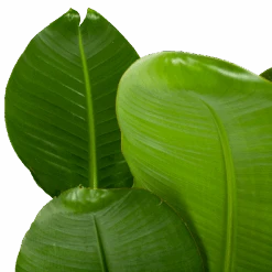 Strelitzia Nicolai - Paradijsvogelpant - P28 H130 - Kamerplant -Flamingo Verkoop strelitzia nicolai paradijsvogelpant p28 h130 5