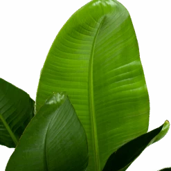 Strelitzia Nicolai - Paradijsvogelpant - P28 H130 - Kamerplant -Flamingo Verkoop strelitzia nicolai paradijsvogelpant p28 h130 6