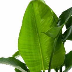 Strelitzia Nicolai - Paradijsvogelpant - P30 H130 - Kamerplant 8 Strelitzia Nicolai - Paradijsvogelpant - P30 H130 - Kamerplant -Flamingo Verkoop strelitzia nicolai paradijsvogelpant p30 h130 4