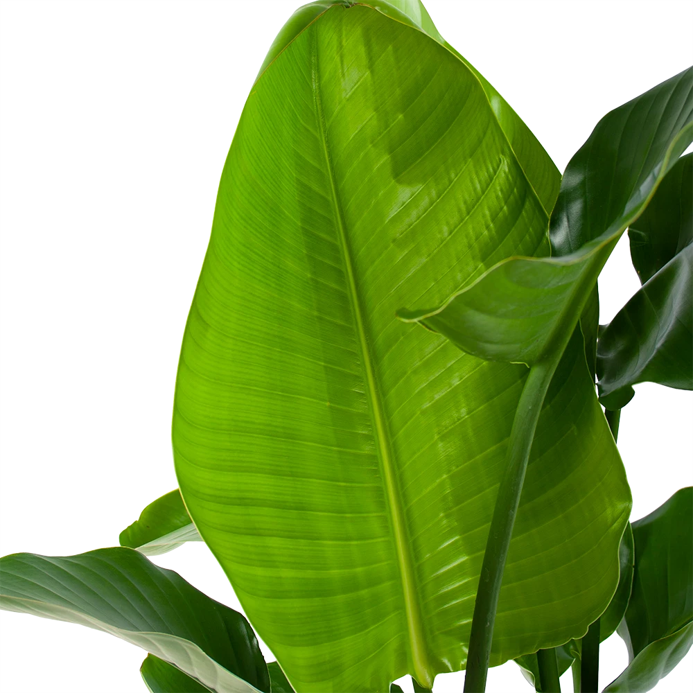 Strelitzia Nicolai - Paradijsvogelpant - P30 H130 - Kamerplant 4 Strelitzia Nicolai - Paradijsvogelpant - P30 H130 - Kamerplant - Afbeelding 2