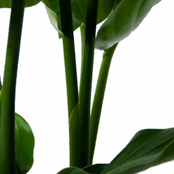 Strelitzia Nicolai - Paradijsvogelpant - P30 H130 - Kamerplant 9 Strelitzia Nicolai - Paradijsvogelpant - P30 H130 - Kamerplant -Flamingo Verkoop strelitzia nicolai paradijsvogelpant p30 h130 5