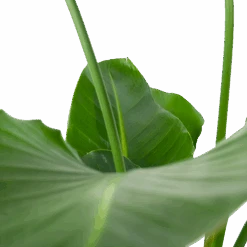 Strelitzia Nicolai - Paradijsvogelpant - P30 H130 - Kamerplant 10 Strelitzia Nicolai - Paradijsvogelpant - P30 H130 - Kamerplant -Flamingo Verkoop strelitzia nicolai paradijsvogelpant p30 h130 6