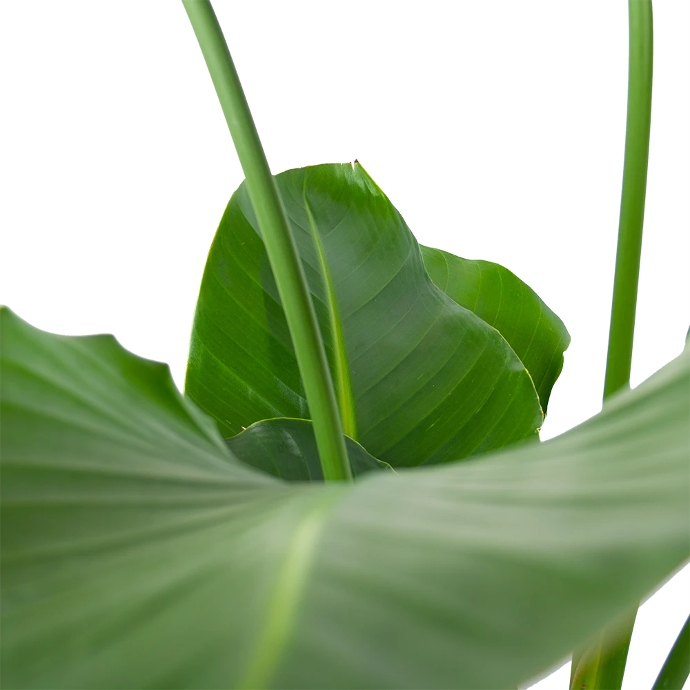 Strelitzia Nicolai - Paradijsvogelpant - P30 H130 - Kamerplant 6 Strelitzia Nicolai - Paradijsvogelpant - P30 H130 - Kamerplant - Afbeelding 4