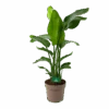 Strelitzia Nicolai - Paradijsvogelpant - P30 H130 - Kamerplant -Flamingo Verkoop strelitzia nicolai paradijsvogelpant p30 h130 kamerplant
