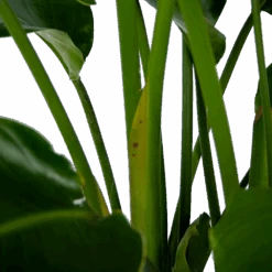 Strelitzia Nicolai - Paradijsvogelpant - P32,5 H165 - Kamerplant -Flamingo Verkoop strelitzia nicolai paradijsvogelpant p32 5 h165 6