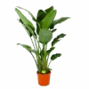 Strelitzia Nicolai - Paradijsvogelpant - P32 H170 - Kamerplant -Flamingo Verkoop strelitzia nicolai paradijsvogelpant p32 h170 1