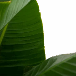 Strelitzia Nicolai - Paradijsvogelpant - P32 H170 - Kamerplant -Flamingo Verkoop strelitzia nicolai paradijsvogelpant p32 h170 5