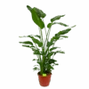 Strelitzia Nicolai - Paradijsvogelpant - P36 H170 - Kamerplant -Flamingo Verkoop strelitzia nicolai paradijsvogelpant p36 h170 kamerplant 1 1