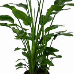 Strelitzia Nicolai - Paradijsvogelpant - P36 H170 - Kamerplant -Flamingo Verkoop strelitzia nicolai paradijsvogelpant p36 h170 kamerplant 4 1