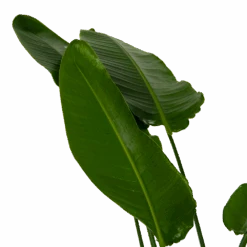 Strelitzia Nicolai - Paradijsvogelpant - P36 H170 - Kamerplant -Flamingo Verkoop strelitzia nicolai paradijsvogelpant p36 h170 kamerplant 6