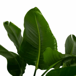 Strelitzia Nicolai - Paradijsvogelpant - P38 H160 - Kamerplant -Flamingo Verkoop strelitzia nicolai paradijsvogelpant p38 h160 3 1