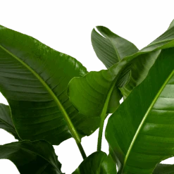 Strelitzia Nicolai - Paradijsvogelpant - P38 H160 - Kamerplant -Flamingo Verkoop strelitzia nicolai paradijsvogelpant p38 h160 4