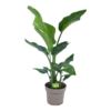 Strelitzia Nicolai - Paradijsvogelplant - P17 H60 - Kamerplant 2 Strelitzia Nicolai - Paradijsvogelplant - P17 H60 - Kamerplant -Flamingo Verkoop strelitzia nicolai paradijsvogelplant p17 h60 1